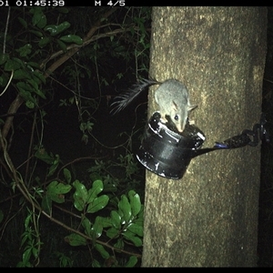 Phascogale tapoatafa at Shark Creek, NSW - 1 Nov 2024 01:45 AM