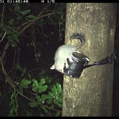 Phascogale tapoatafa at Shark Creek, NSW - 1 Nov 2024 01:45 AM