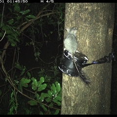 Phascogale tapoatafa at Shark Creek, NSW - 1 Nov 2024 01:45 AM