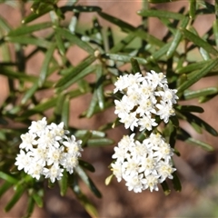 Ozothamnus conditus (Pepper Everlasting) at Bredbo, NSW - 30 Oct 2024 by DianneClarke