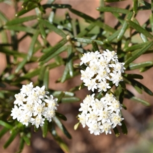 Ozothamnus conditus at suppressed - 30 Oct 2024