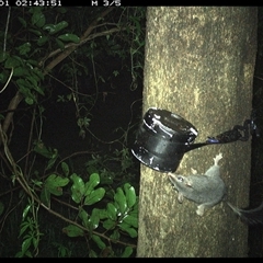 Phascogale tapoatafa (Brush-tailed Phascogale) at Shark Creek, NSW - 1 Nov 2024 by Topwood