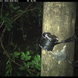 Phascogale tapoatafa at Shark Creek, NSW - 1 Nov 2024