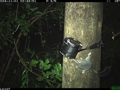 Phascogale tapoatafa (Brush-tailed Phascogale) at Shark Creek, NSW - 1 Nov 2024 by Topwood