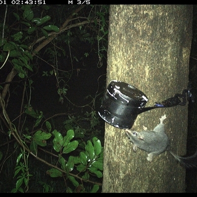 Phascogale tapoatafa (Brush-tailed Phascogale) at Shark Creek, NSW - 31 Oct 2024 by Topwood