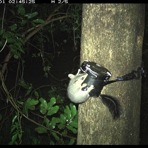 Phascogale tapoatafa at Shark Creek, NSW - 1 Nov 2024 02:45 AM