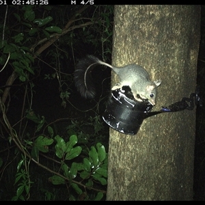 Phascogale tapoatafa at Shark Creek, NSW - 1 Nov 2024 02:45 AM