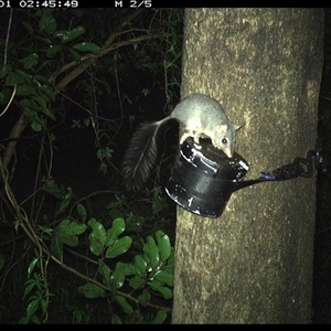 Phascogale tapoatafa at Shark Creek, NSW - 1 Nov 2024