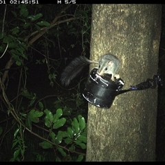 Phascogale tapoatafa at Shark Creek, NSW - 1 Nov 2024 02:45 AM