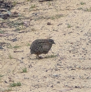 Unidentified Bird at Mount Victoria, NSW by ScottandMandy