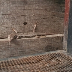 Unidentified Skink at Tyndale, NSW - 31 Oct 2024 by Topwood