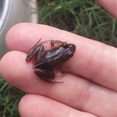 Unidentified Frog at Shark Creek, NSW - 31 Oct 2024 by Topwood