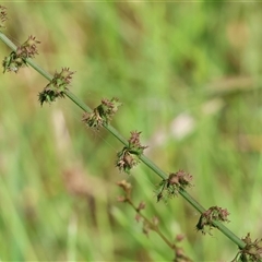 Unidentified Other Wildflower or Herb at Wodonga, VIC - 1 Nov 2024 by KylieWaldon