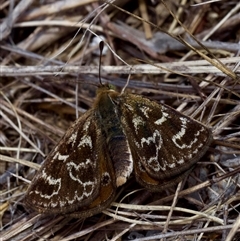 Synemon plana (Golden Sun Moth) at Murrumbateman, NSW - 2 Nov 2024 by amiessmacro