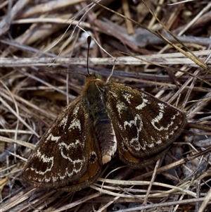 Synemon plana at Murrumbateman, NSW - 2 Nov 2024 02:30 PM