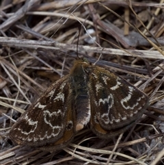 Synemon plana at Murrumbateman, NSW - 2 Nov 2024