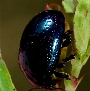 Chrysolina quadrigemina at Murrumbateman, NSW - 2 Nov 2024