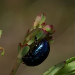 Chrysolina quadrigemina at Murrumbateman, NSW - 2 Nov 2024