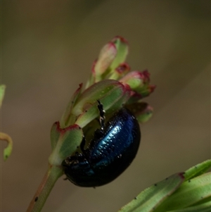 Chrysolina quadrigemina at Murrumbateman, NSW - 2 Nov 2024