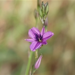 Arthropodium fimbriatum (Nodding Chocolate Lily) at Wodonga, VIC - 1 Nov 2024 by KylieWaldon