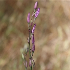 Arthropodium fimbriatum at Wodonga, VIC - 2 Nov 2024