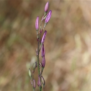 Arthropodium fimbriatum at Wodonga, VIC - 2 Nov 2024