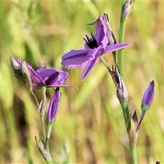 Arthropodium fimbriatum at Wodonga, VIC - 2 Nov 2024