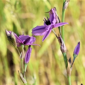 Arthropodium fimbriatum at Wodonga, VIC - 2 Nov 2024