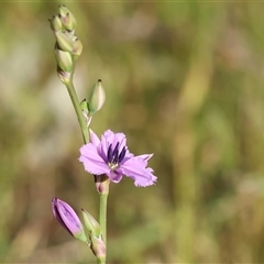 Arthropodium fimbriatum at Wodonga, VIC - 2 Nov 2024 08:27 AM