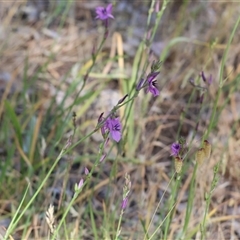 Arthropodium fimbriatum at Wodonga, VIC - 2 Nov 2024