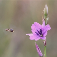 Unidentified Hover fly (Syrphidae) at Wodonga, VIC - 1 Nov 2024 by KylieWaldon