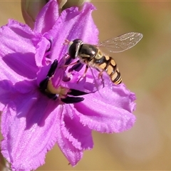 Simosyrphus grandicornis at Wodonga, VIC - 2 Nov 2024 08:30 AM