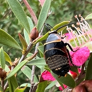 Ellipsidion australe at Holt, ACT - 2 Nov 2024