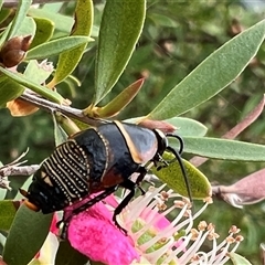 Ellipsidion australe at Holt, ACT - 2 Nov 2024