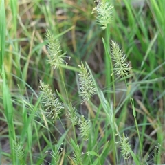 Unidentified Grass at Wodonga, VIC - 2 Nov 2024 by KylieWaldon