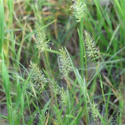 Unidentified Grass at Wodonga, VIC - 1 Nov 2024 by KylieWaldon