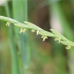 Unidentified Grass at Wodonga, VIC - 1 Nov 2024 by KylieWaldon