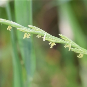 Unidentified Grass at Wodonga, VIC by KylieWaldon