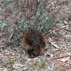 Tachyglossus aculeatus (Short-beaked Echidna) at Campbell, ACT - 2 Nov 2024 by WalterEgo