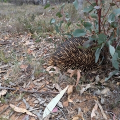 Tachyglossus aculeatus at Campbell, ACT - 2 Nov 2024 01:03 PM