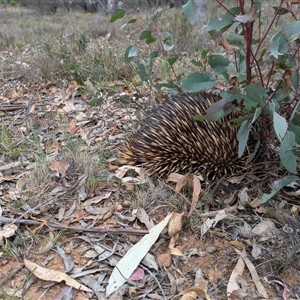 Tachyglossus aculeatus at Campbell, ACT - 2 Nov 2024 01:03 PM