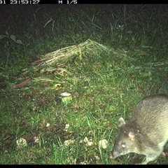 Unidentified Other Mammal at Tyndale, NSW - 31 Oct 2024 by Topwood