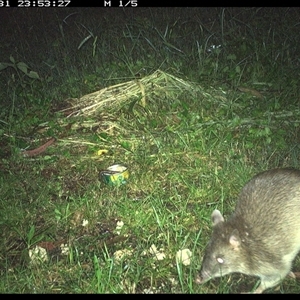 Unidentified Other Mammal at Tyndale, NSW by Topwood