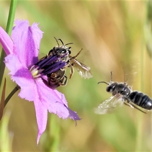 Unidentified Bee (Hymenoptera, Apiformes) at Wodonga, VIC by KylieWaldon