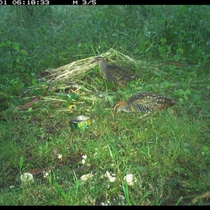 Gallirallus philippensis at Tyndale, NSW - 1 Nov 2024 06:18 AM