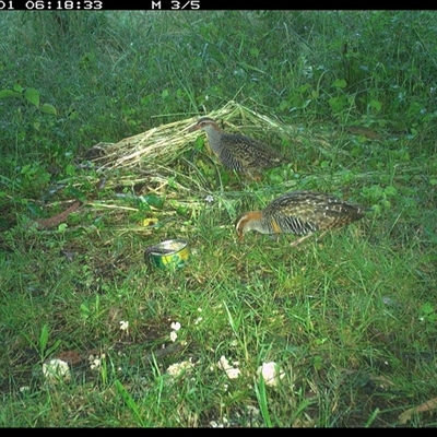 Gallirallus philippensis (Buff-banded Rail) at Tyndale, NSW - 31 Oct 2024 by Topwood