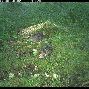 Gallirallus philippensis at Tyndale, NSW - 1 Nov 2024