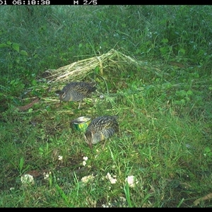 Gallirallus philippensis at Tyndale, NSW - 1 Nov 2024 06:18 AM