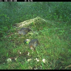 Gallirallus philippensis at Tyndale, NSW - 1 Nov 2024 06:18 AM