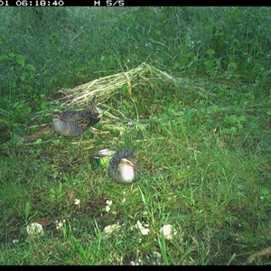 Gallirallus philippensis at Tyndale, NSW - 1 Nov 2024